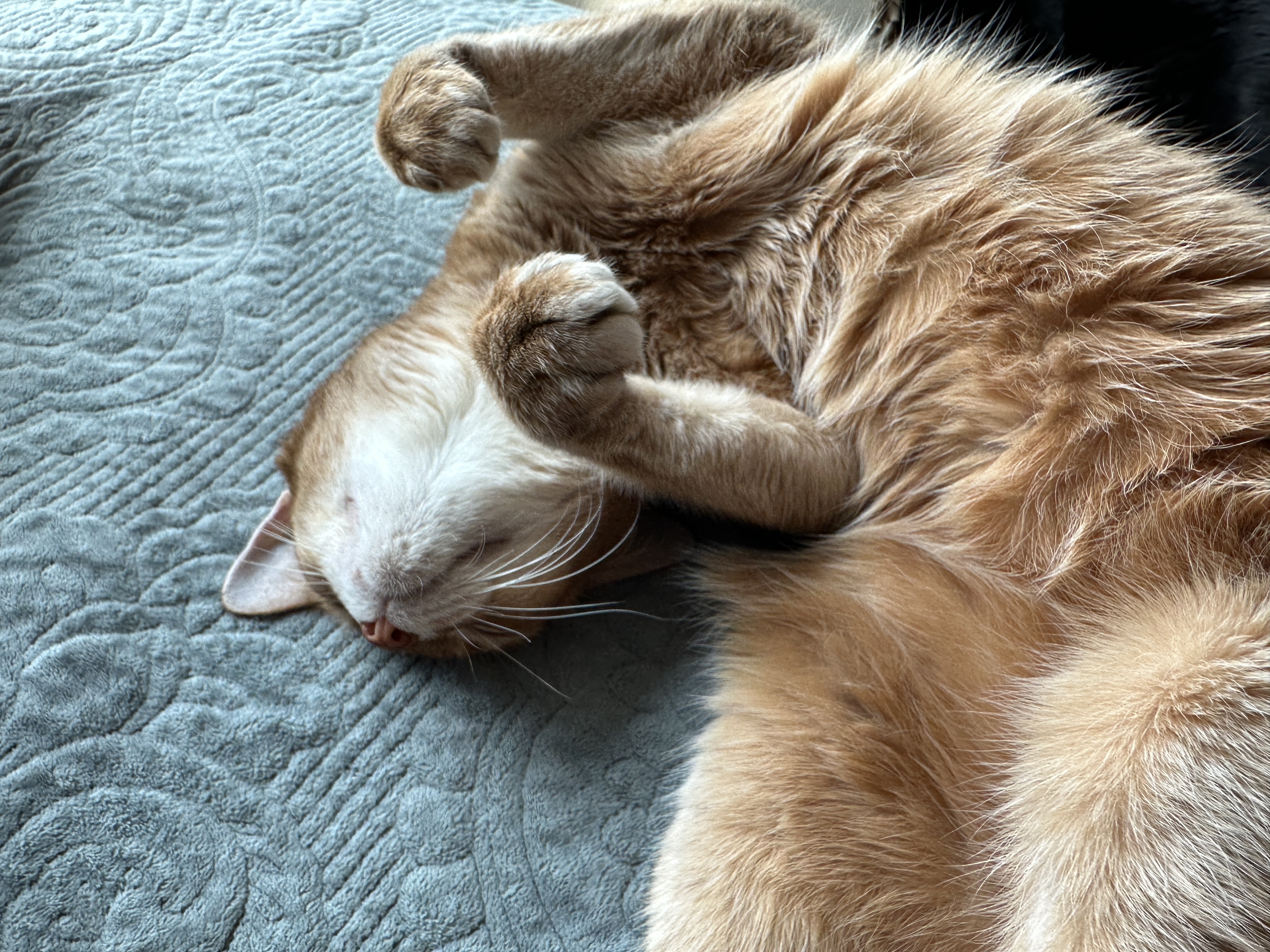 귀엽게_발라당_누워서_앞발_꾹꾹이중인_군기반장_루나