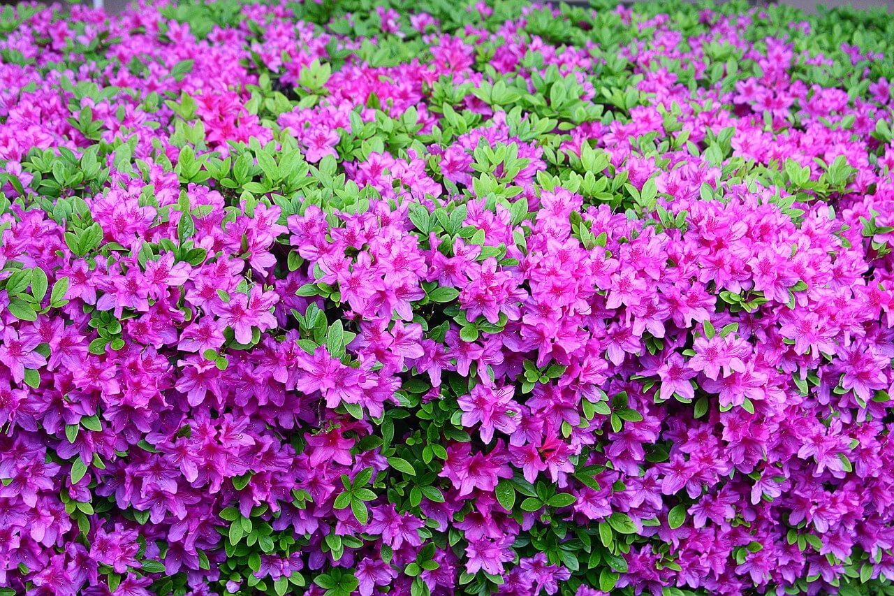 화담숲 입장료 예약