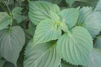 깻잎, 들깨 어떻게 기르지? 파종/이식/재배관리/수확/보관