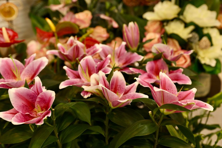 A stunning display of pink lilies surrounded by a vibrant arrangement of mixed flowers, creating a lively and fresh scene.