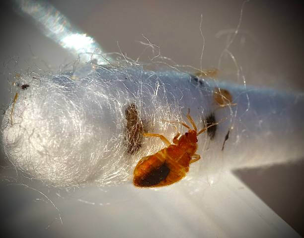 빈대 물린자국, 퇴치제, 예방법