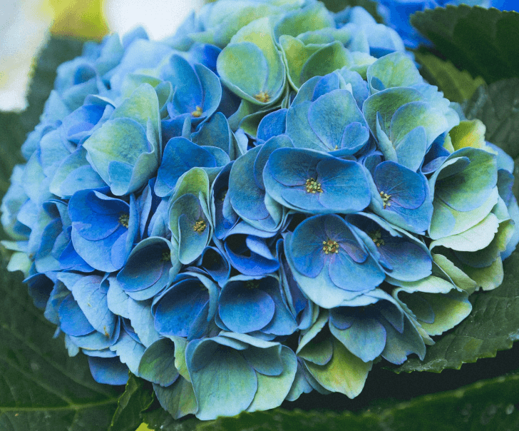 미국수국 개화시기 꽃말 물주기 키우는법 알아보기