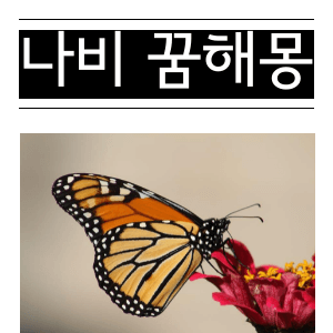 나비꿈해몽