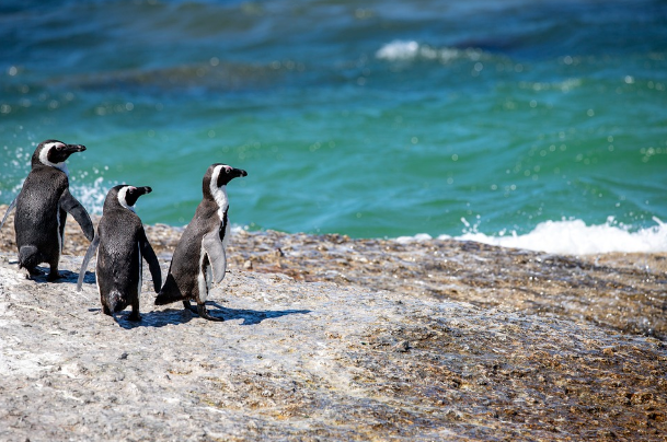 매년 4월 25일 펭귄의 날
