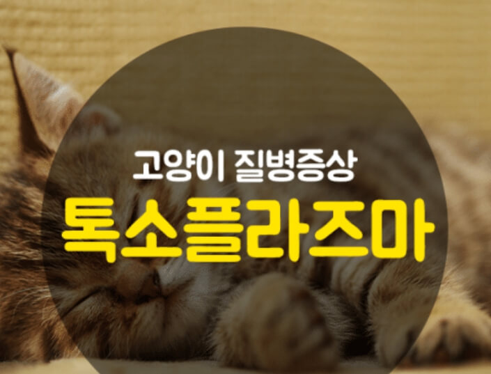 톡소플라즈마