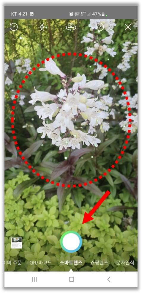 스마트렌즈-식물-촬영