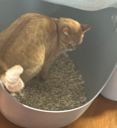 화장실 모래 위에서 배변 자세를 취하고 있는 치즈 고양이의 모습, 고양이 정상 변 상태와 건강 체크