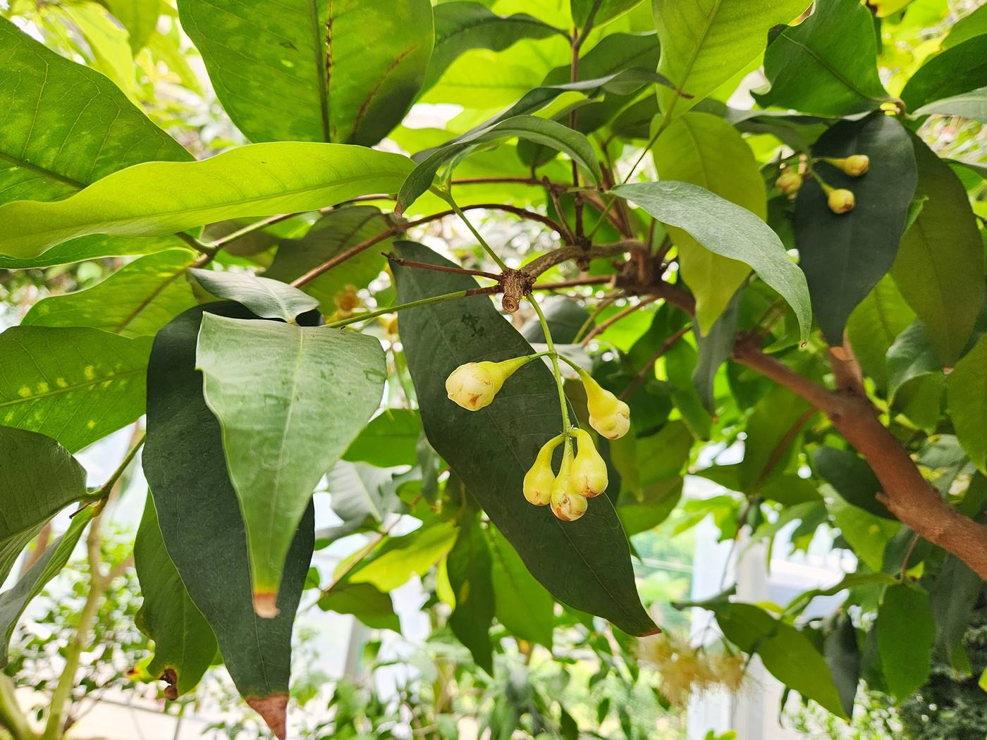 자바애플 Java Apple