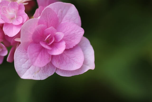 휴애리 봄 수국 축제