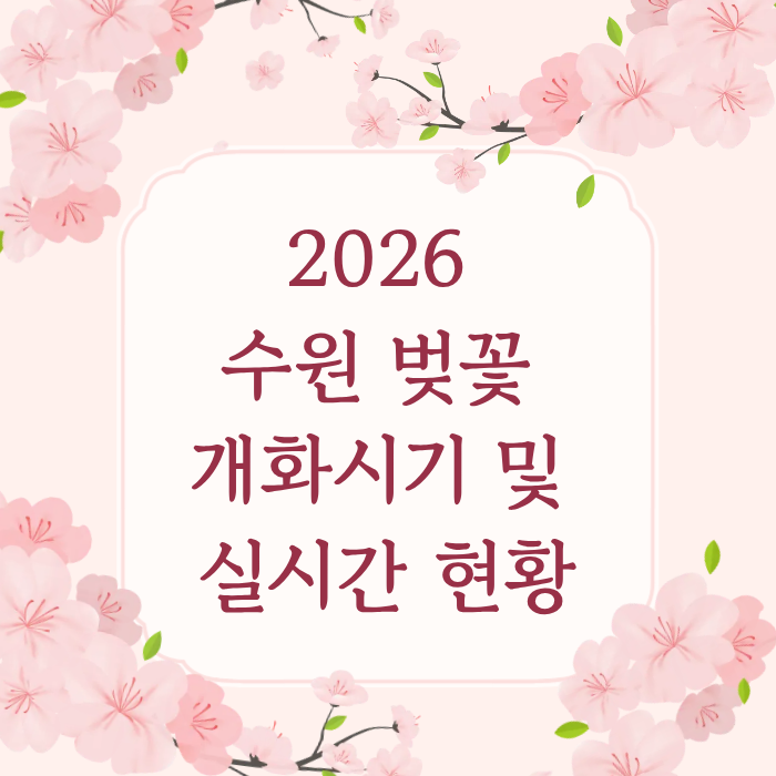 2026 수원 벚꽃 개화시기 및 실시간 현황