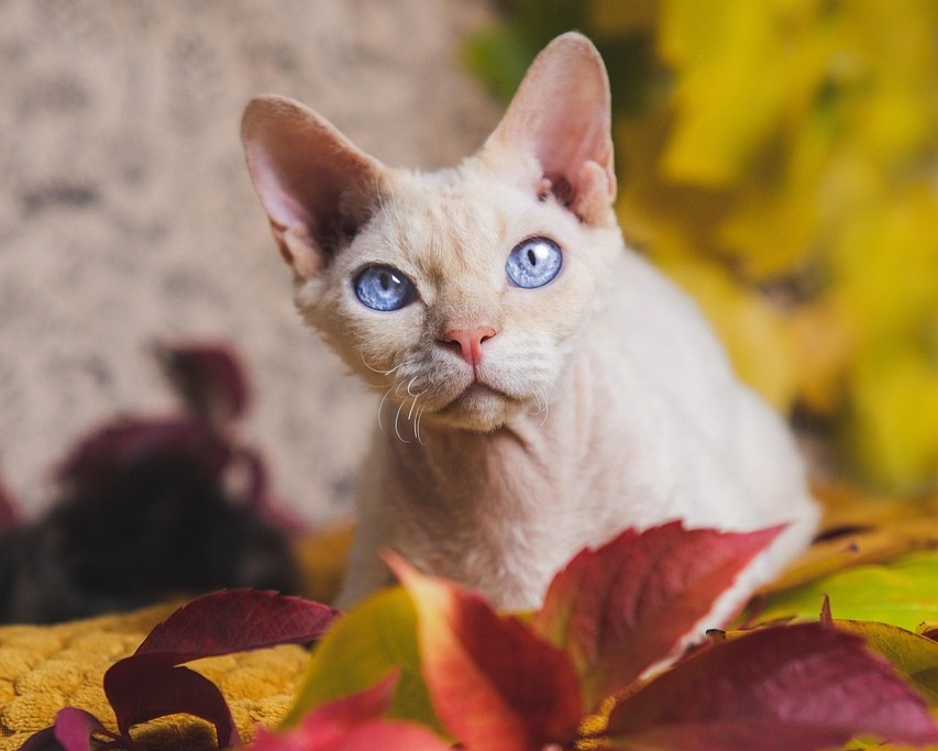 데본렉스 고양이 사진