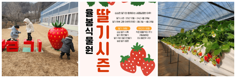 율봄식물원 딸기 시즌 포스터&#44; 사진