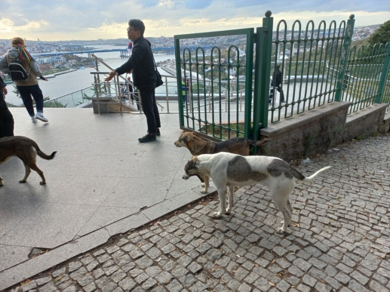 피에르로티 언덕에서 본 개들