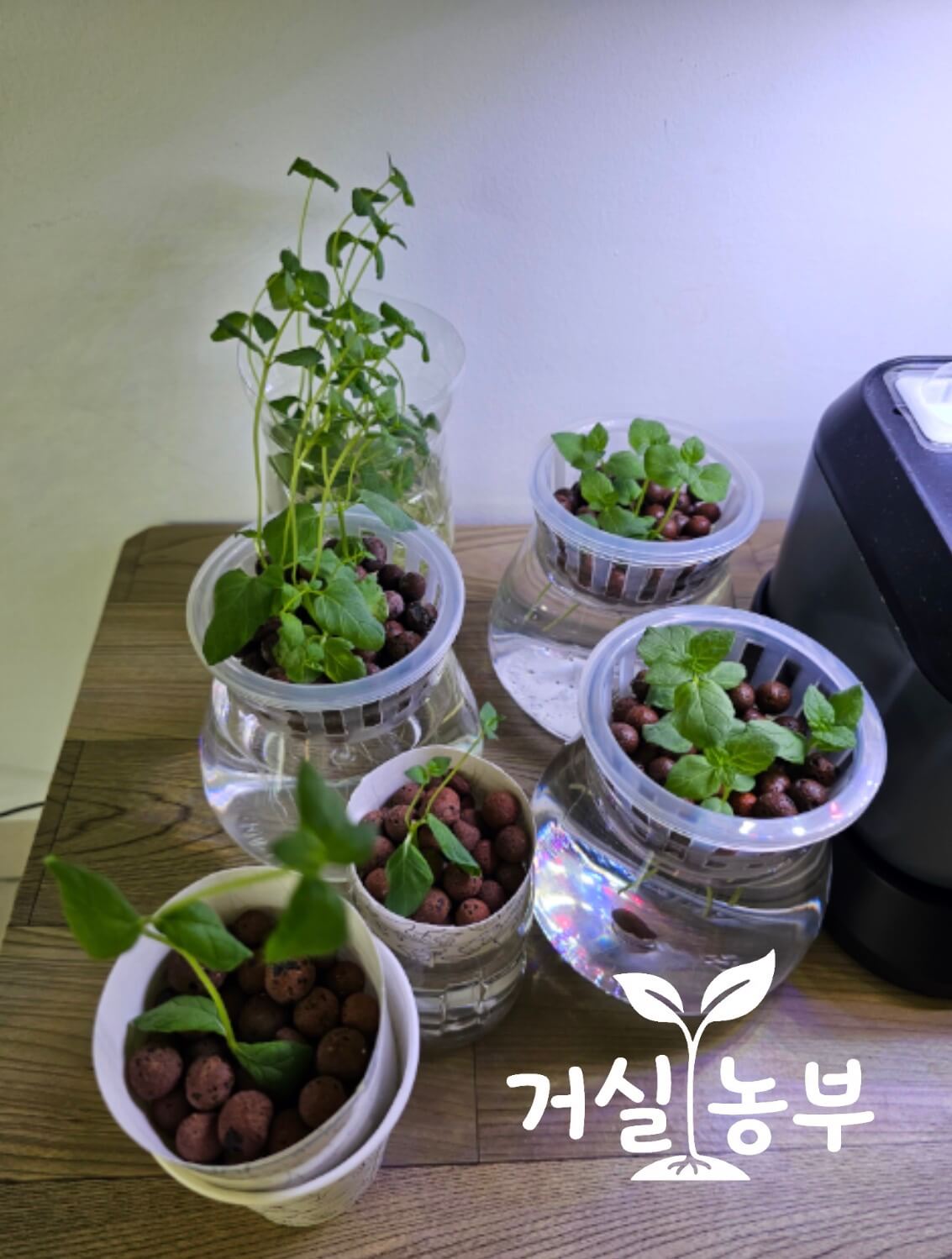 순지르기로 잘라낸 줄기를 삽목해 여러 포기로 늘어난 페퍼민트