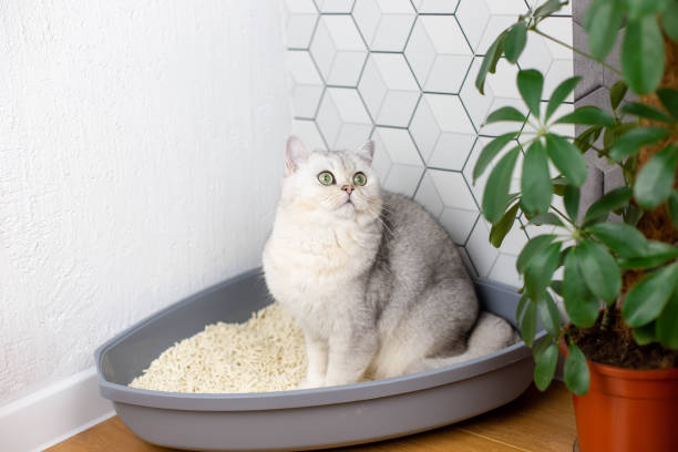 고양이 혈뇨의 주요 원인