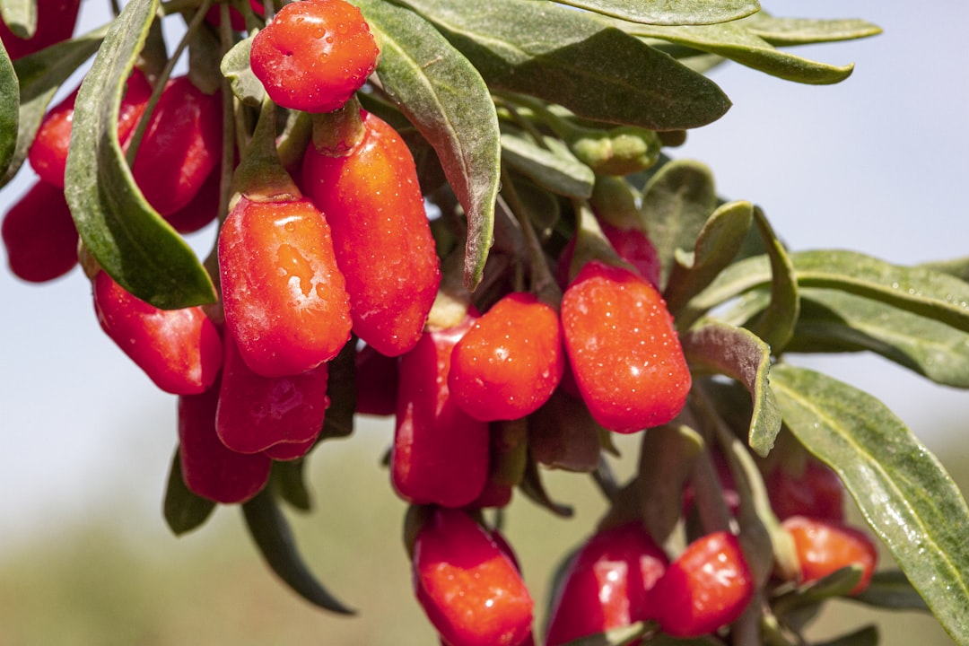 Wolfberry