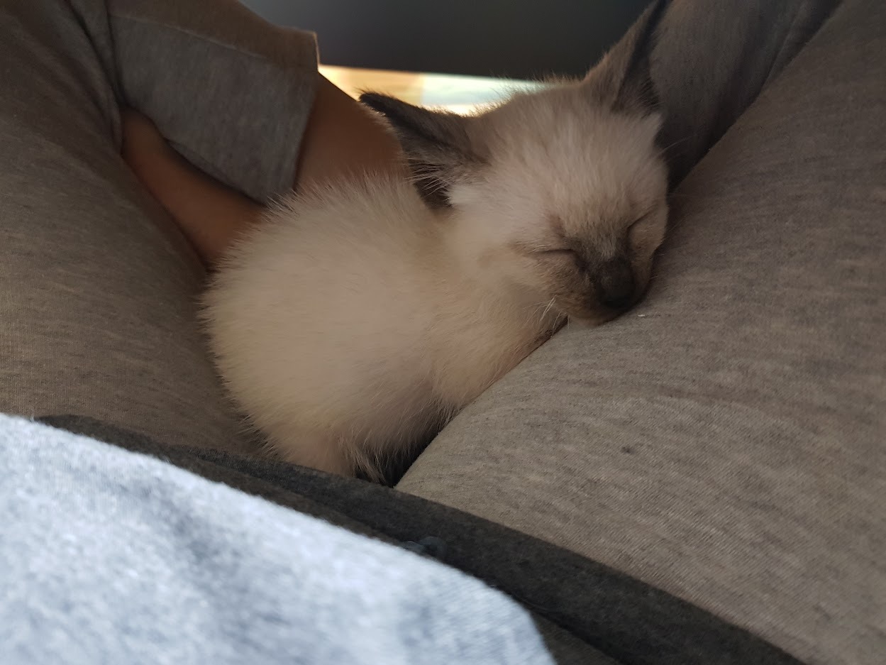 무릎위의 새끼 샴고양이