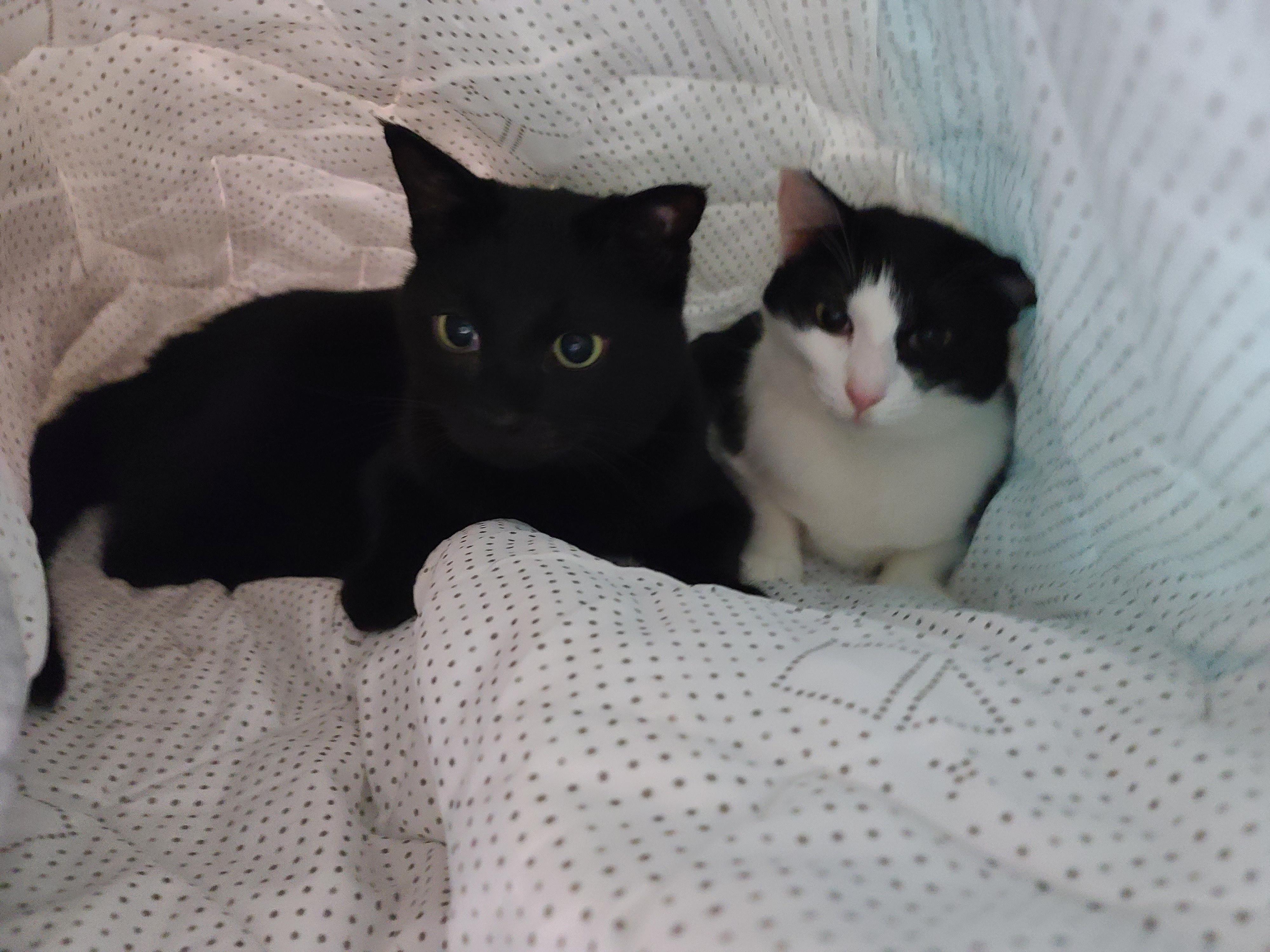 인기짱인 이불속 체험! 진상고객들과 늘어나는 대기자들..