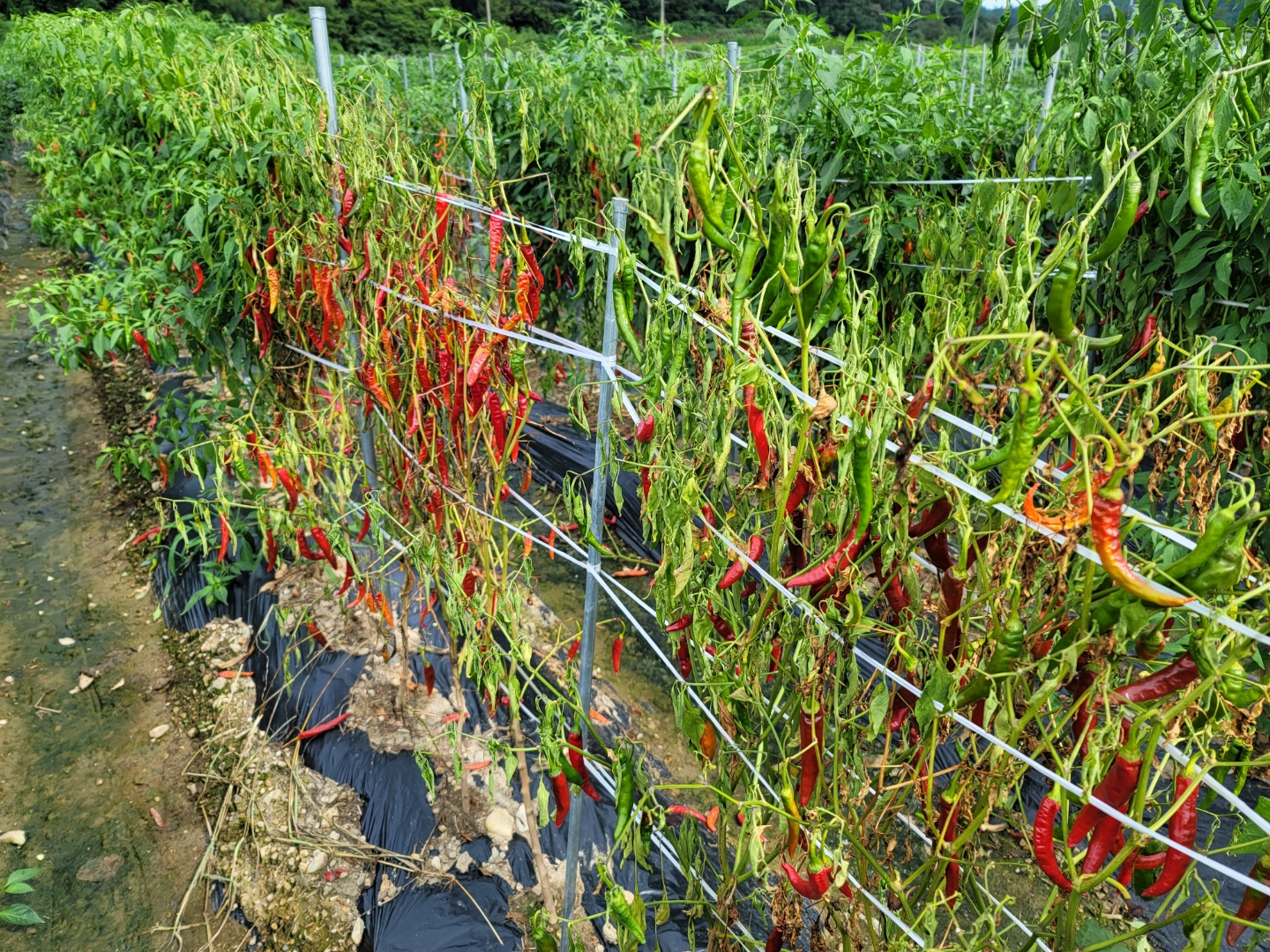 고추병충해 종류 사진 방재, 역병 탄저병 바이러스병 풋마름병