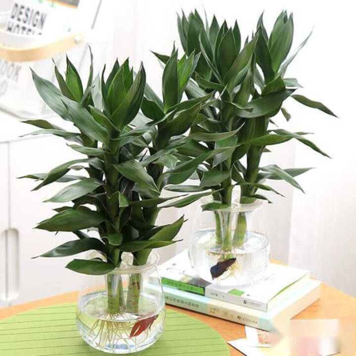 관음죽 키우는법