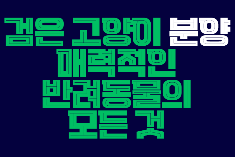 검은_고양이_분양