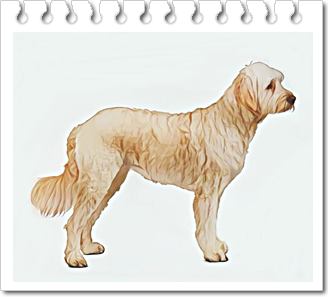 교잡종
골든두들(Goldendoodle)