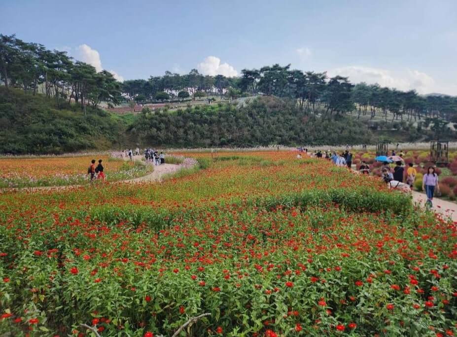 정읍 구절초 꽃축제
