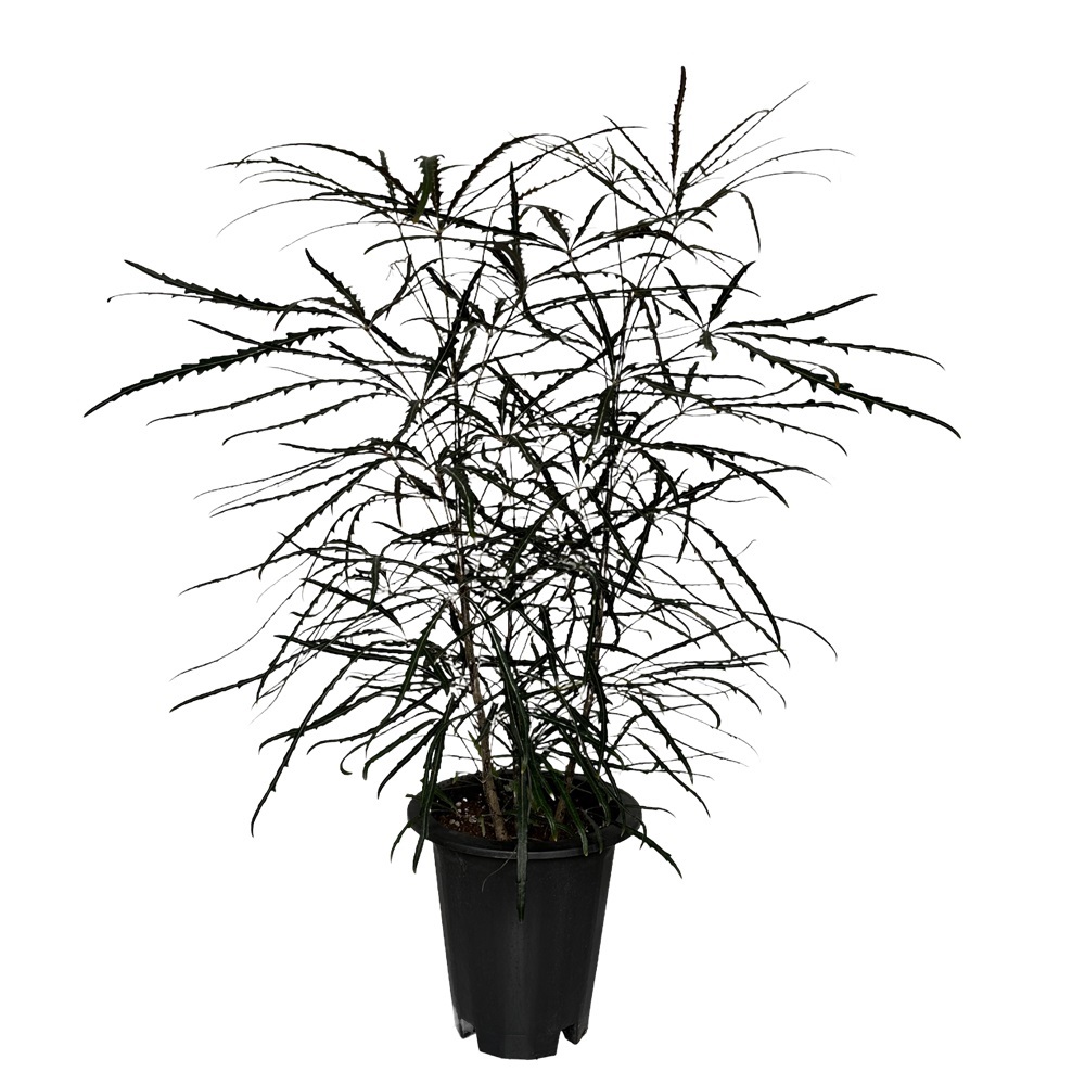 거실화분 아랄리아