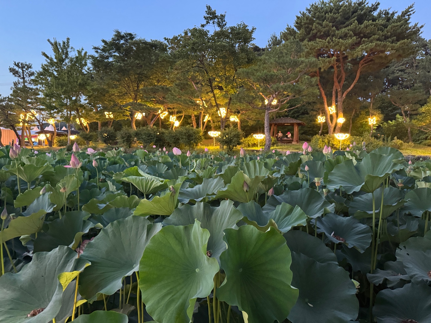 궁남지 연꽃 야경