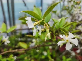 백화등 키우기 삽목방법 가지치기 꽃 노지월동까지_5