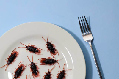 접시에 담겨 있는 바퀴벌레