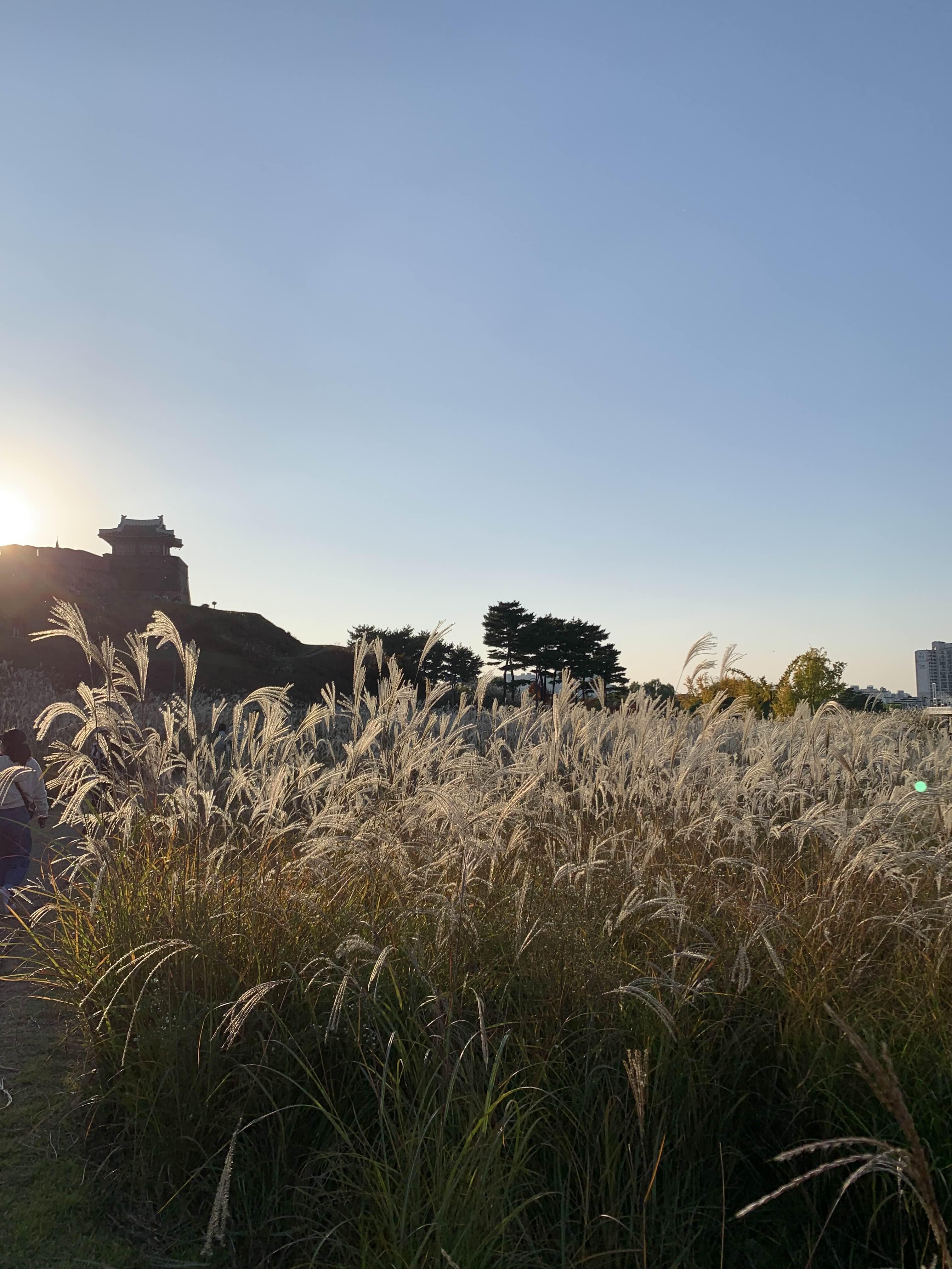 경기도 억새 명소