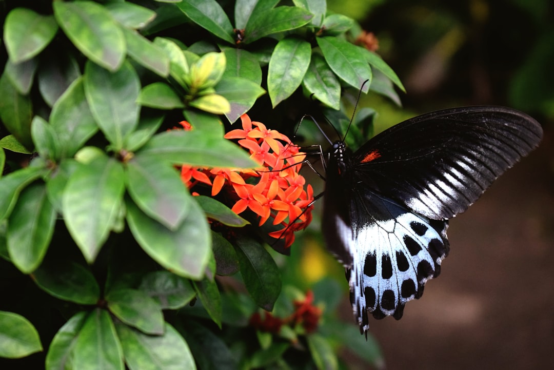 Feeding