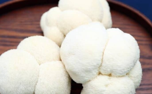 노루궁뎅이버섯 이미지