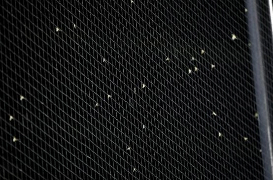 러브버그 자주 묻는 질문들