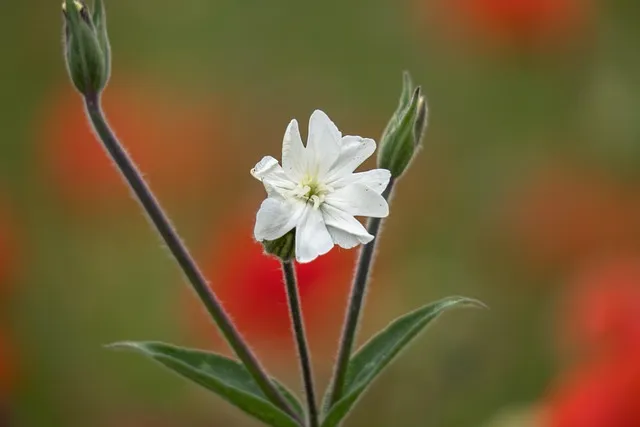 카네이션 재배 삽목 번식 거름 주기 연중 개화_9