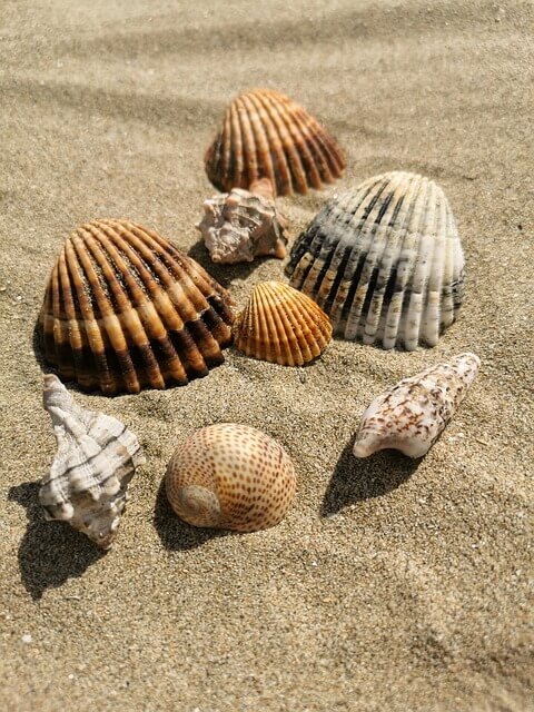 조개껍질사진