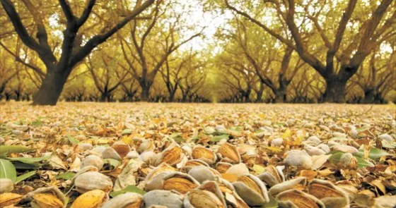 아몬드 재배 개화기 저온 대책 수분수 관리_1