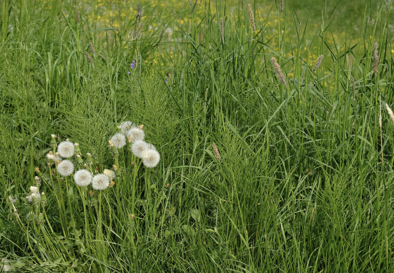 고대 문명에서 사용된 대표 약초 5가지