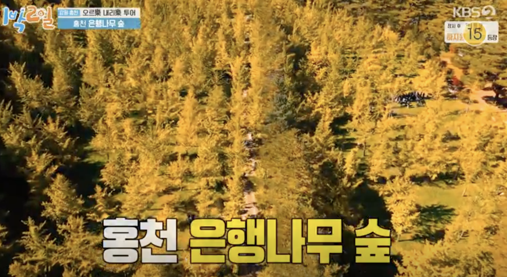 홍천 은행나무숲