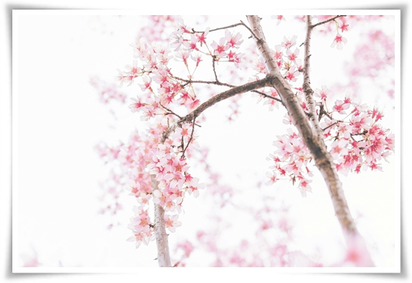 "벚꽃" 희망과 새로운 시작의 상징 봄의 전령사!