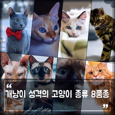 &amp;quot;개냥이