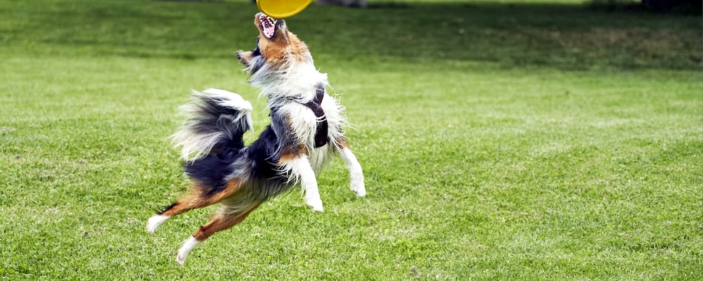 강아지 훈련 시키는 방법 10
