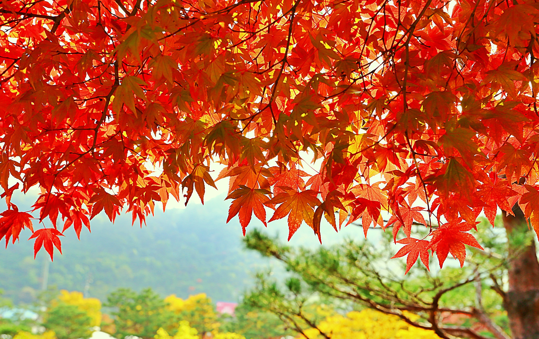 가을 단풍 사진