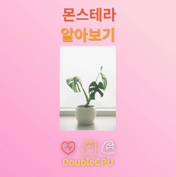 몬스테라 탐구