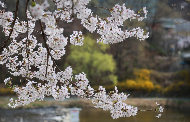경주 보문호수 첨성대 벚꽃