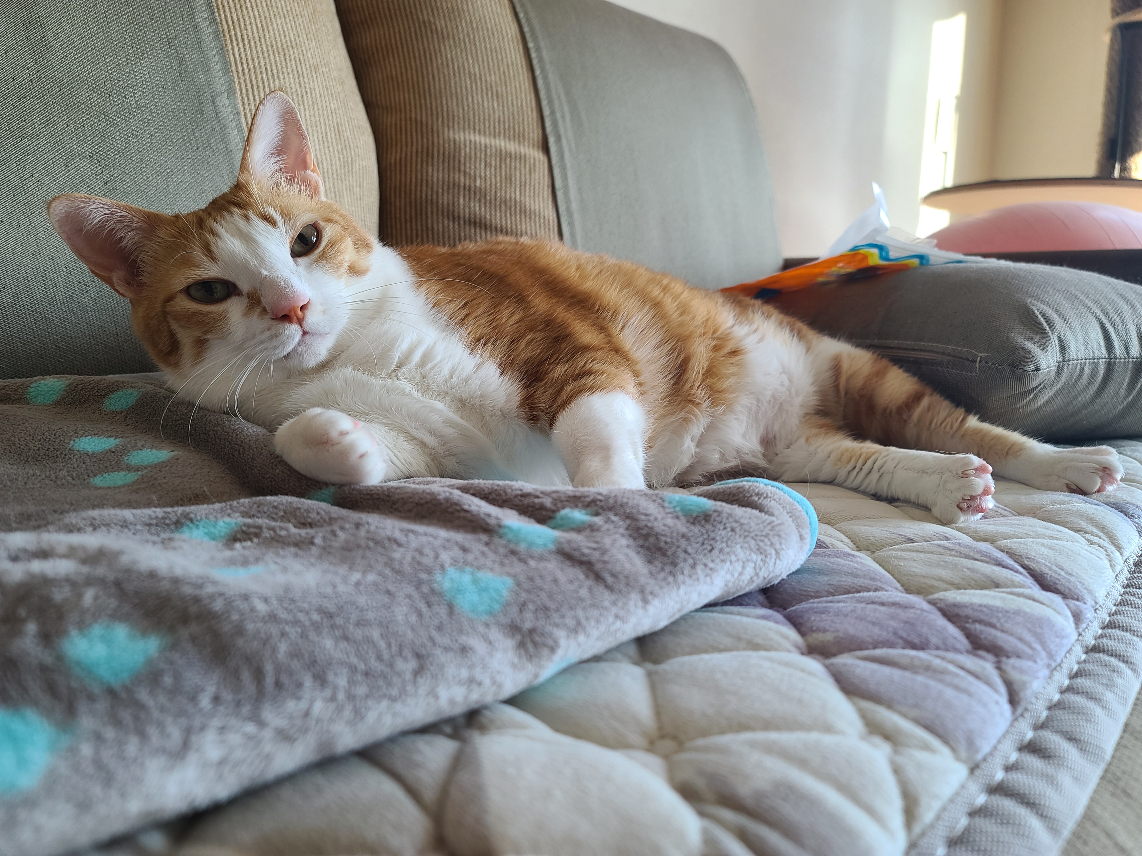 귀여운 치즈냥이 호야의 습격! (feat. 잘때도 다정한 호야랑 건)