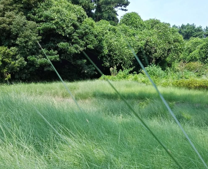 제주 수국 명소 현애원|수국 개화 시기부터 포토존, 입장료까지 총정리