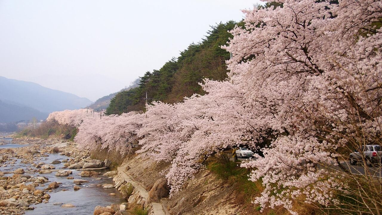 봄 벚꽃길