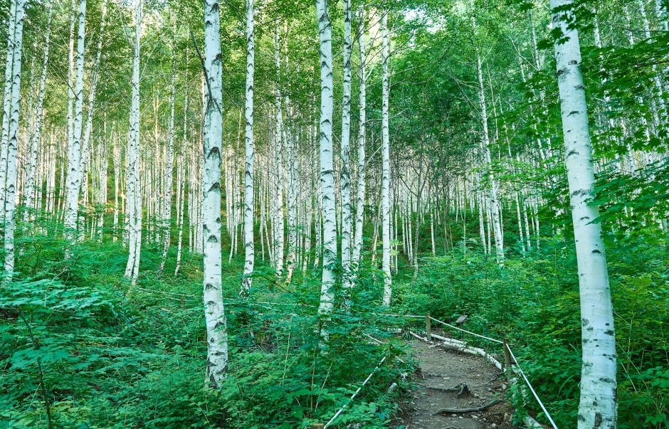 인제 자작나무숲 완벽 가이드: 하얀 나무 사이를 걷는 환상적 힐링 여행